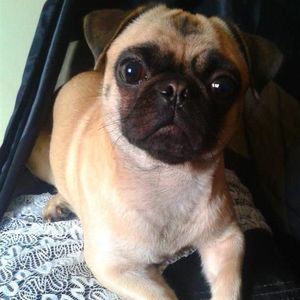 Meet your Posher, Mika